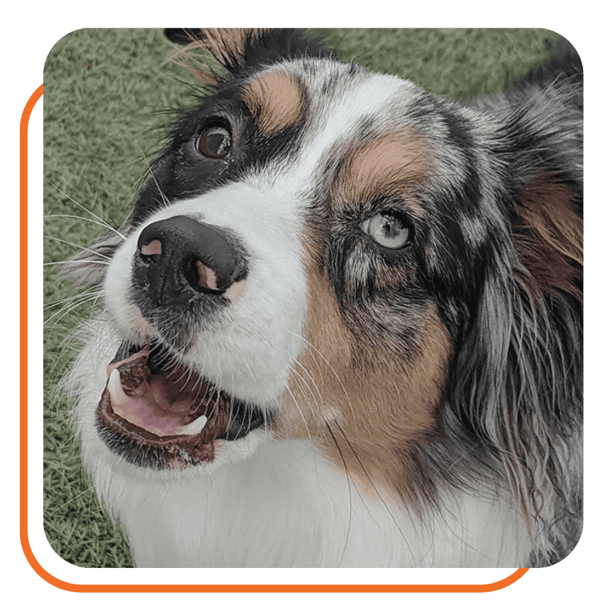 Bull City Pet Care Durham Dog Walking & Pet Sitting