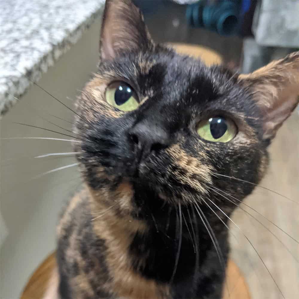 Durham NC Vacation Pet Sitting