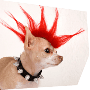 chihuahua with a mohawk placeholder