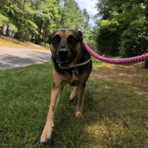 dog walking in Durham, NC with Bull City Pet Care dog walker