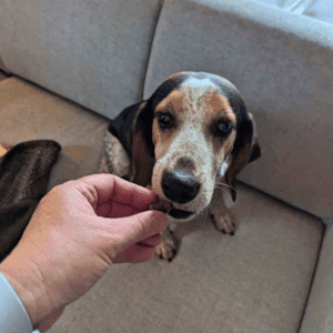 bull city pet care dog walker giving a treat to a dog in Durham, NC