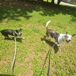 bull city pet care dog walker taking two dogs for a walk in Durham, NC