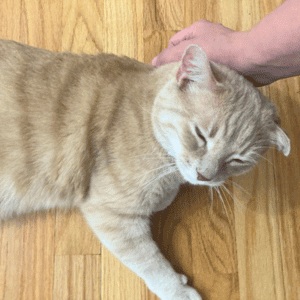bull city pet care pet sitter petting a cat in Durham, NC