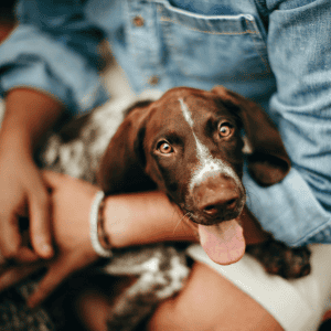 dog on a person's lap in a Durham, NC home