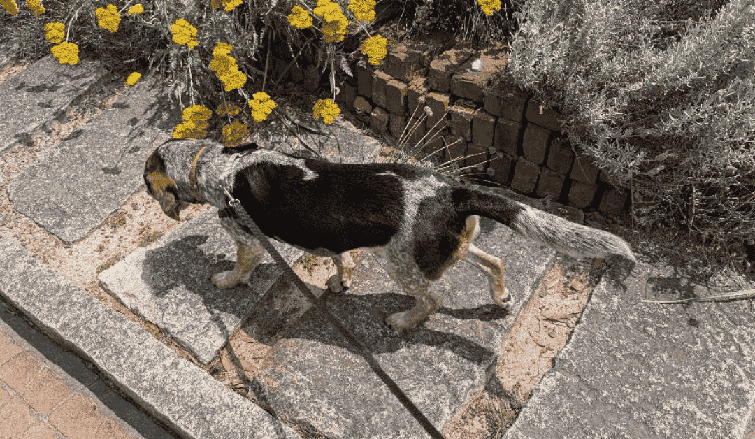 Durham’s Top Pet Care Provider Since 2009