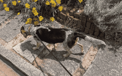 Durham’s Top Pet Care Provider Since 2009