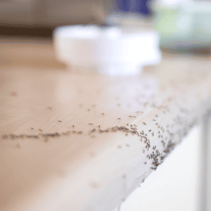 ants on a kitchen counter in Durham, NC