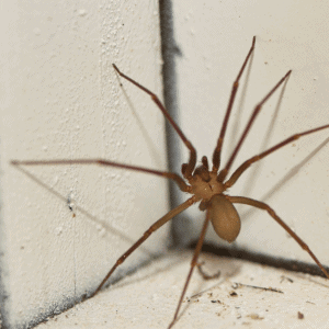 spider in home in Durham, NC