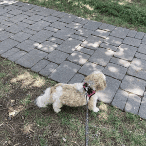 dog on leash with Bull City Pet Care dog walker