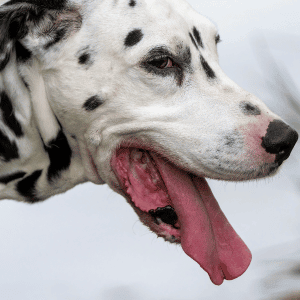 dog panting in Durham, NC park due to heat