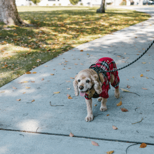 dog walker from Bull City Pet Care walking a dog in Durham, NC