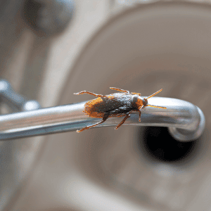 roach on a faucet in a home in Durham, NC