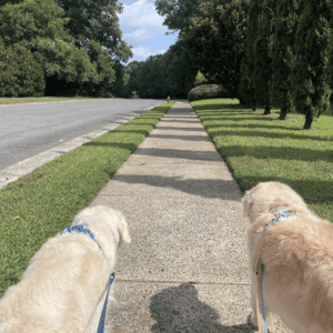 two dogs walking with a Bull City Pet Care dog walker