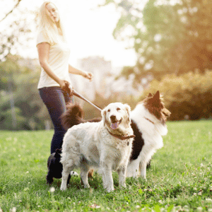 dog walker from Bull City Pet Care walking two dogs in Durham, NC 5 Ways to Choose the Best Dog Walker For Your Dog
