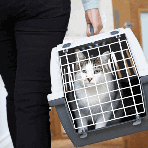 cat in carrier durham, NC