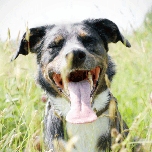 dog panting in Durham, NC park due to heat
