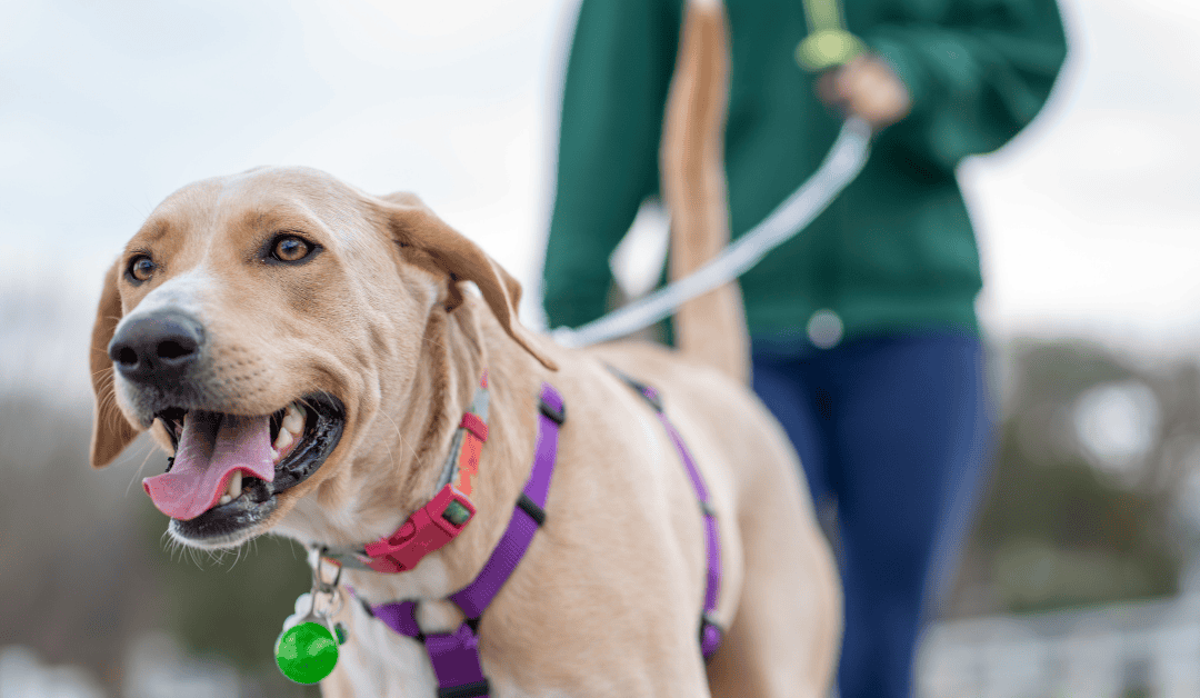 5 Ways to Choose the Best Dog Walker For Your Dog