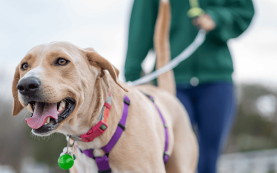 5 Ways to Choose the Best Dog Walker For Your Dog