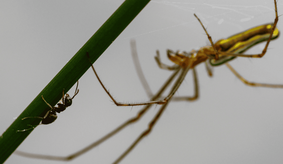 Summer Pests in Durham: Ants, Spiders, and Roaches