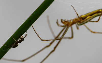 Summer Pests in Durham: Ants, Spiders, and Roaches
