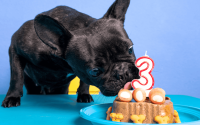 Top Ways to Celebrate DOGust in Durham