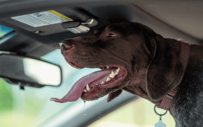 Hot in Durham: Heat Stroke in Dogs