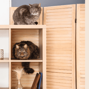 4 cat cafes near Durham - two cats on shelves