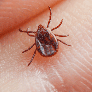 tick on a hand in Durham, North Carolina - Why Year-Round Tick Prevention is a Must in Durham