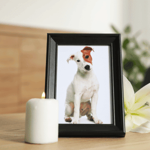 rainbow bridge remembrance day dog in frame with candle