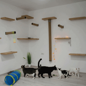 cat cafe Durham - cats on shelves