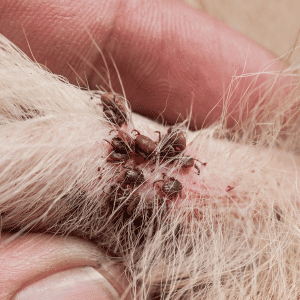 cluster of ticks on a Durham, NC dog