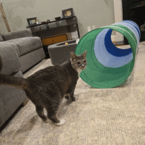 cat playing with a toy tunnel in Durham, NC