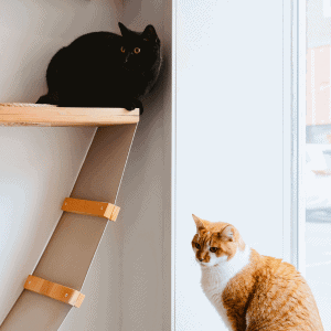 two cats near window at a cat cafe in Durham