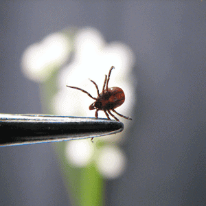 removing a tick from a dog Durham, NC