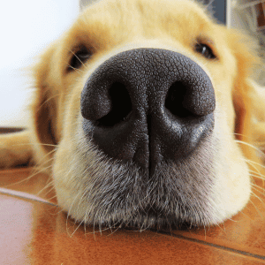 dog laying on floor in a home in durham