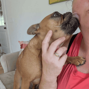 dog licking a caregiver in a Durham home Prepare and Support Pets During Back-to-School in Durham