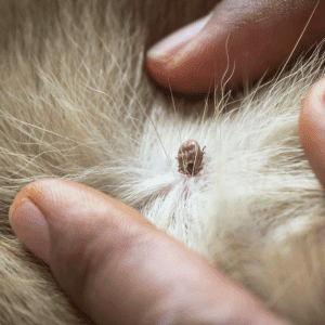 tick on a Durham, NC dog