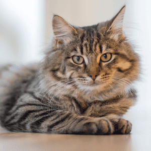 cat laying on floor in a home in Durham