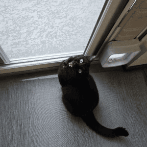 cat meowing by the back door in a house in Durham, NC