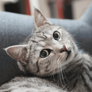 cat on couch in Durham, NC