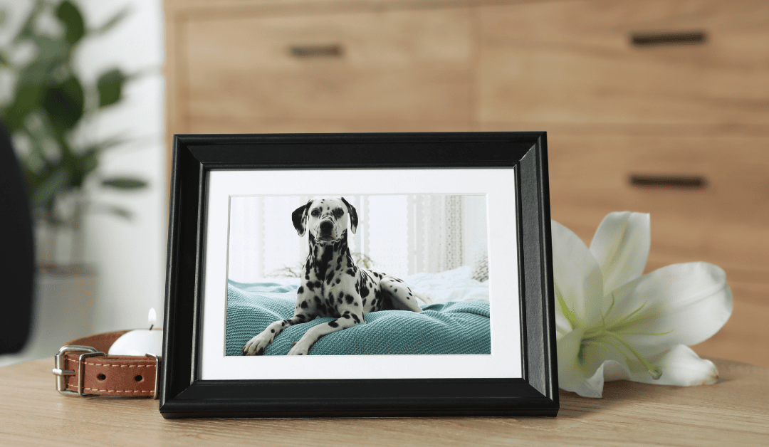 Honoring the Bond: Rainbow Bridge Remembrance Day