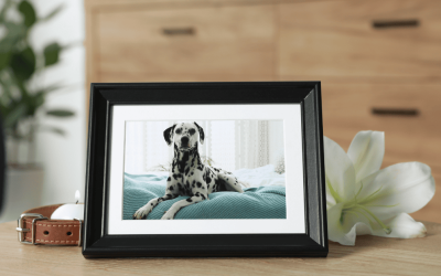 Honoring the Bond: Rainbow Bridge Remembrance Day