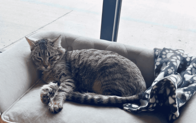 4 Cat Cafés Near Durham: Coffee with a Side of Animal Welfare