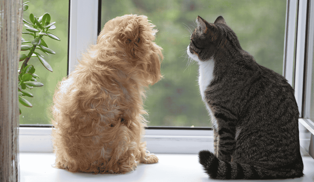 Prepare and Support Durham Pets During Back-to-School