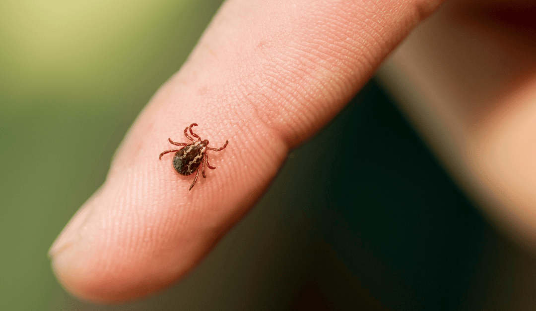 Why Year-Round Tick Prevention is a Must in Durham