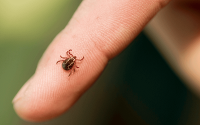 Why Year-Round Tick Prevention is a Must in Durham