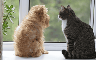 Prepare and Support Durham Pets During Back-to-School