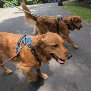 two happy dogs walking in Durham, NC with a Bull City Pet Care Dog Walker