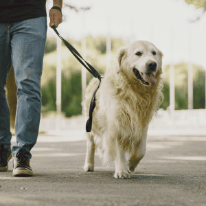 dog walker in Durham, NC walking a large, white dog