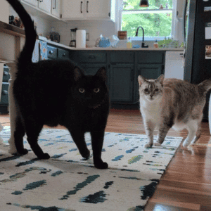 cats waiting on cat sitter from Bull City Pet Care